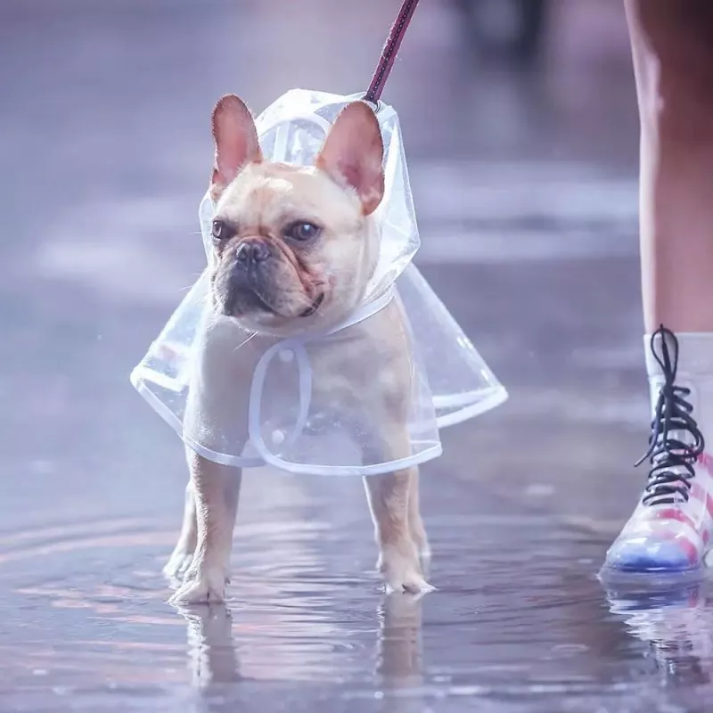 Waterproof PET Film